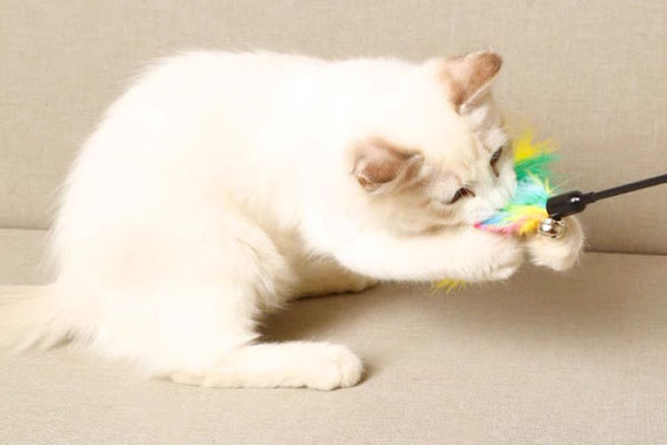 Cách làm đồ chơi cho mèo